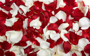 Petals Of Red And White Roses Wallpaper