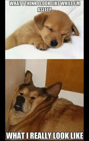 Pets Bring The Best Out Of Everyone Wallpaper