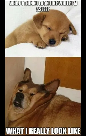 Pets Bring The Best Out Of Everyone Wallpaper