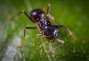 Pharaoh Ant Close Up Wallpaper