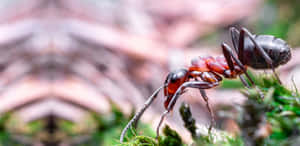 Pharaoh Ant Navigating Greenery Wallpaper