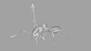 Pharaoh Ant3 D Wireframe Model Wallpaper