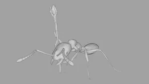 Pharaoh Ant3 D Wireframe Model Wallpaper