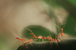 Pharaoh Ants Marchingon Branch Wallpaper