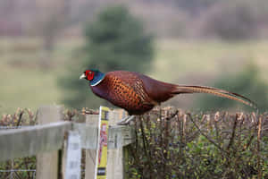 Pheasanton Fencein Countryside Wallpaper