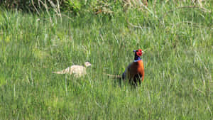 Pheasantsin Grassland Habitat.jpg Wallpaper