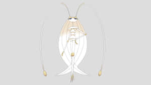 Pheromosa Pokemon On Gray Background Wallpaper