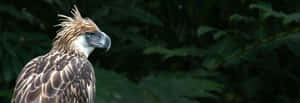 Philippine Eagle Profile Against Green Foliage Wallpaper