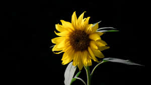 Photo A Dark And Mysterious Sunflower Wallpaper