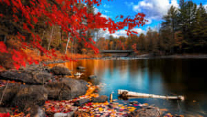 Photo Enjoying The Colorful Beauty Of The Fall Wallpaper