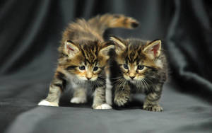 Photo Of Cute Kittens Wallpaper