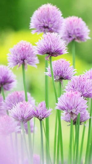 Photo Of Purple Pink Tall Chrysanthemums Flowers Wallpaper