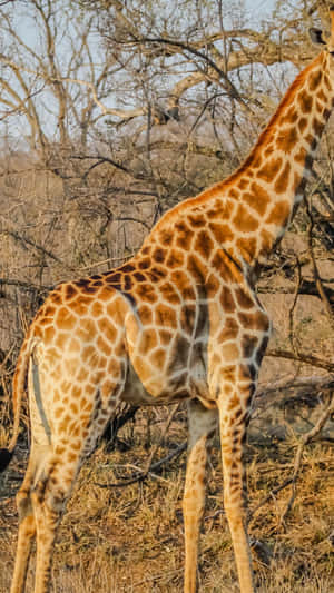 Picture Of African Phone In Tropical Jungle Setting Wallpaper