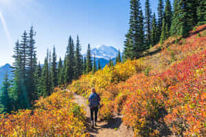 Picturesque Fall Hike In A Colorful Forest Wallpaper