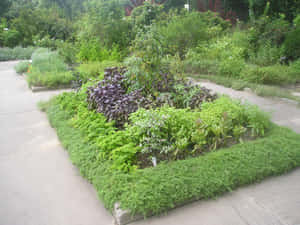 Picturesque Herb Garden In Full Bloom Wallpaper