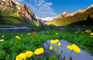 Picturesque Spring Sunrise Wallpaper