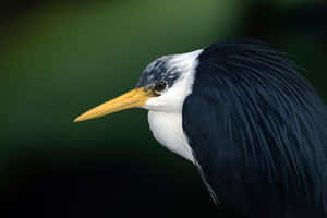 Pied Heron Portrait Wallpaper