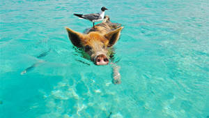 Pig And Bird At Sea Wallpaper