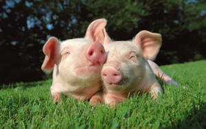 Pig Cuddle Under The Sun Wallpaper