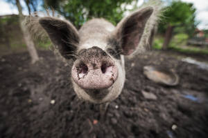 Pig Face Close-up Wallpaper