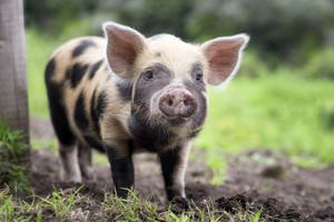 Pig In Mud Close-up Wallpaper