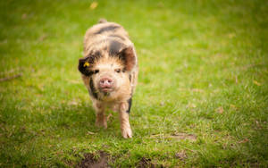 Pig On Grass Field Wallpaper