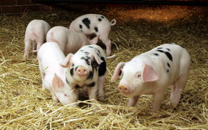 Pigs Standing On Hay Grass Wallpaper