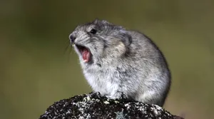 Pika Callingin Nature.jpg Wallpaper