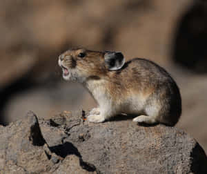 Pika Callingon Rock.jpg Wallpaper