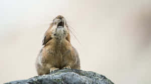 Pika Calls Outon Rock.jpg Wallpaper