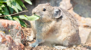 Pika Eating Green Leaves Wallpaper