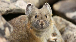 Pika Looking Out Among Rocks Wallpaper