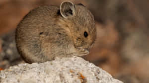 Pika On Rock Closeup Wallpaper