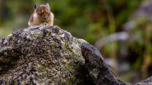 Pika On Rock Landscape Wallpaper