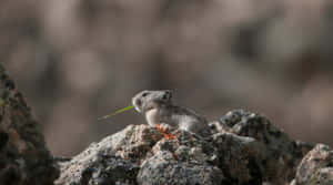 Pika On Rocky Terrain Wallpaper