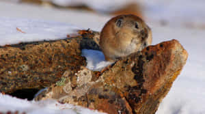 Pika_on_ Snowy_ Rock Wallpaper