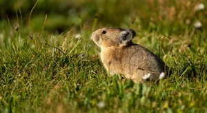 Pikain Grassy Field.jpg Wallpaper