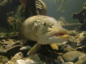 Pike Underwater Pebbles Wallpaper