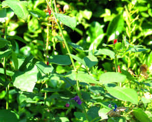 Pikmin In Nature Simulation Wallpaper