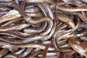 Pileof Lampreys Wallpaper