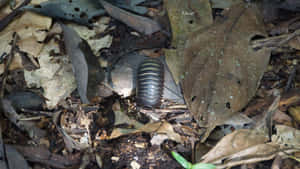 Pill_ Millipede_ Amidst_ Forest_ Litter Wallpaper