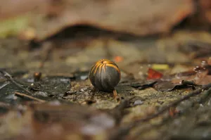 Pillbug Curled Upon Forest Floor Wallpaper