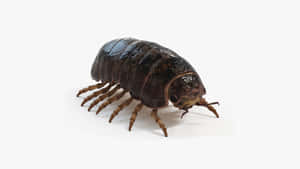 Pillbug Isopod On White Background Wallpaper