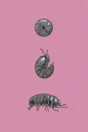 Pillbug_ Life_ Stages_ Illustration Wallpaper