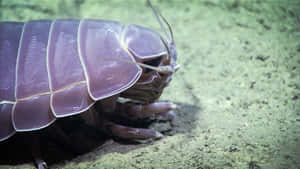 Pillbug Up Close Wallpaper