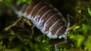 Pillbugin Natural Habitat Wallpaper