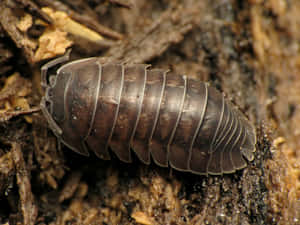 Pillbugon Forest Floor.jpg Wallpaper