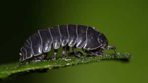 Pillbugon Leaf Wallpaper