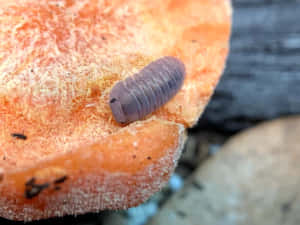 Pillbugon Orange Fungus Wallpaper