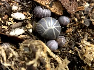 Pillbugsin Habitat Wallpaper